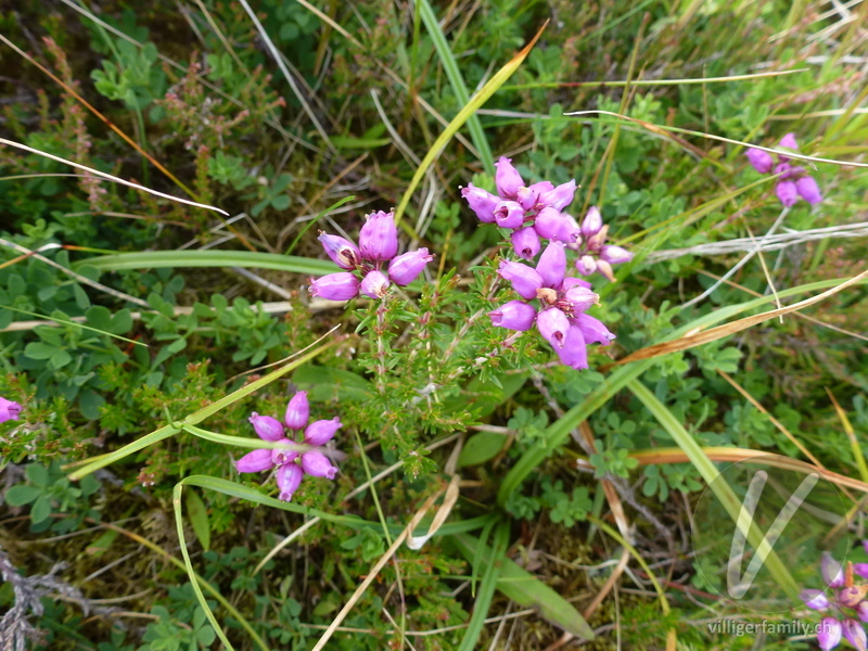 Graue Heide: Übersicht